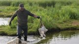 Dans les marais de Loire-Atlantique, des milliers d'oiseaux victimes du botulisme