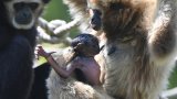 Naissance exceptionnelle d'un bébé gibbon à mains blanches dans la Sarthe