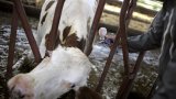 Dermatose des bovins: l'Etat démarre la vaccination de 285.000 bovins