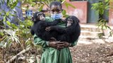En Sierra Leone, un sanctuaire pour les chimpanzés menacé par l'alarmante déforestation