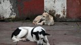 L'Inde revient sur sa décision de débarrasser Delhi des chiens errants