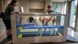 Le royaume suisse des Saint-Bernard se réinvente