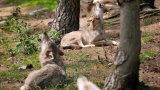 L'État assouplit les conditions de tir sur les loups attaquant des élevages