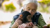 Jane Goodall, l'ambassadrice des chimpanzés