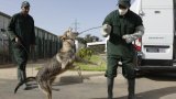 Stériliser plutôt que tuer: le Maroc sous pression pour protéger les chiens errants