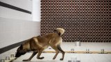 Flairer disques durs et clés USB, la nouvelle mission des chiens gendarmes