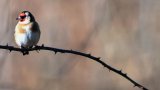 Trafic d'espèces protégées d'oiseaux, le procès renvoyé au 15 janvier