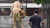 De la folie pure: la Thaïlande en proie à la surpopulation de lions domestiques