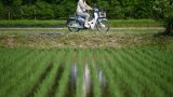 Face à la flambée des prix du riz, les agriculteurs japonais sonnent l'alarme