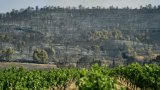 La vigne, un coupe-feu naturel qui s'estompe dans les Corbières