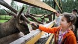 En Russie, la lutte désespérée des écologistes pour sauver un parc national