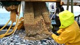 A bord du Nicolas-Jérémy, la dernière génération d'une lignée de pêcheurs