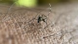 Chikungunya: l'épidémie décline encore à la Réunion, pas de transmission signalée en métropole