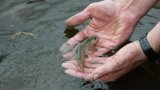 Les saumons sauvages de l’Allier menacés d'extinction par le changement climatique