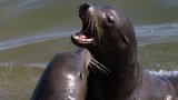 Un homme recherché aux Etats-Unis pour avoir décapité un lion de mer