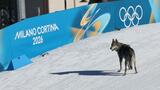 JO-2026: un chien sur la piste de ski de fond