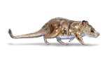 Un fossile de mammifère du temps des dinosaures découvert au Chili
