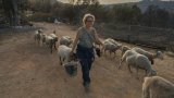 Dans l'Aude, solidarité paysanne pour aider les éleveurs sinistrés