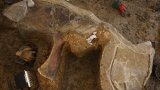 Une nouvelle espèce de dinosaure continue de sortir de terre en Charente