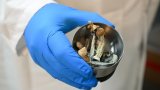 La Nouvelle-Zélande autorise l'usage médical des champignons hallucinogènes