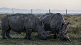 Seules au monde : Najin et Fatu, dernières représentantes des rhinocéros blancs du Nord