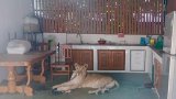 Thaïlande: un garçon hospitalisé après avoir été attaqué par une lionne
