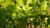 En Albanie, les fruits exotiques pour tenter de s'adapter au réchauffement climatique