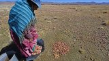 Une étude révèle que la pomme de terre descend de la tomate