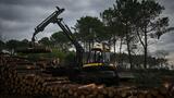 Dans les Landes, le ballet des abatteuses pour éradiquer le ver tueur de pins