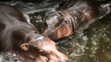 Hippo Birthday: Moo Deng fête son premier anniversaire en Thaïlande