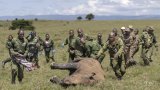 Déplacer un rhinocéros, mode d'emploi