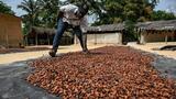 Côte d'Ivoire: chez les planteurs de cacao, la malédiction de l'or brun