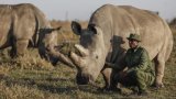 "Nous les sauverons": l'espoir de ressusciter des rhinocéros techniquement éteints