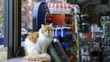 New York veut légaliser ses bodega cats, les chats de ses épiceries