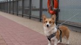 Les eurodéputés se penchent sur le bien-être des chats et des chiens