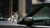 Quatre choses à savoir sur Larry le chat, qui fête ses 15 ans à Downing Street