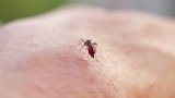 Chikungunya: Mayotte est passée en phase d'épidémie, selon Santé publique France