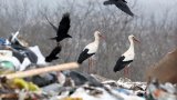 La cigogne, annonciatrice du changement climatique en Alsace