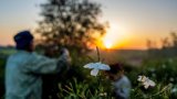 Essence de grands parfums, le jasmin égyptien se fane sous le réchauffement