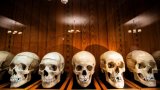 Foetus et squelettes: dans un musée américain, des restes humains au coeur d'un débat éthique