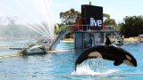 Le ton monte autour des orques de Marineland, toujours dans l'impasse