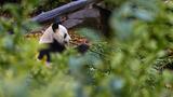 Retour en Chine: la France perd son unique couple de pandas