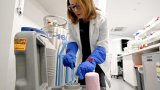 En Australie, des gamètes cryogénisées pour sauver la Grande Barrière de corail