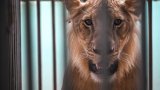 Thaïlande: un gardien de zoo tué par des lions