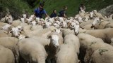 Face à l'ours, les brebis détalent vers d'autres pâturages des Pyrénées