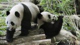 La femelle malade, retour en Chine anticipé pour le couple de pandas de Beauval