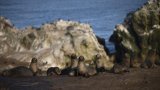 Le sanctuaire menacé de Punta San Juan, reflet du déclin de la faune littorale au Pérou