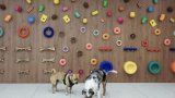 La piscine à balles, gros succès chez les bulldogs: à Paris, l'émergence de garderies pour chiens