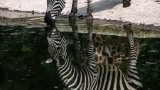 Serbie : un zèbre s'échappe de sa cage au zoo de Belgrade, trois blessés légers
