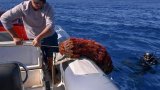 Aux îles Cook, la menace des étoiles de mer sur le corail
